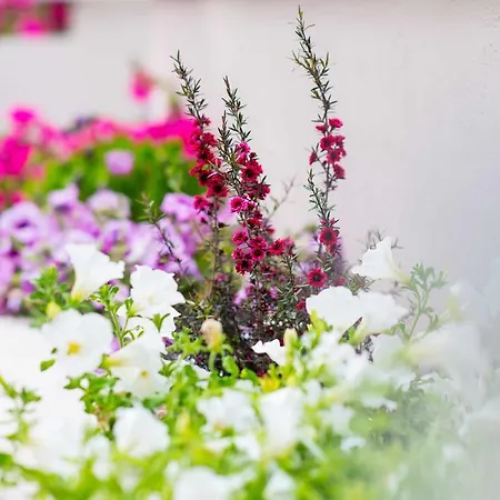 Lejlighed Studios Nautilus *